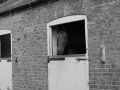 Stabling for your horses