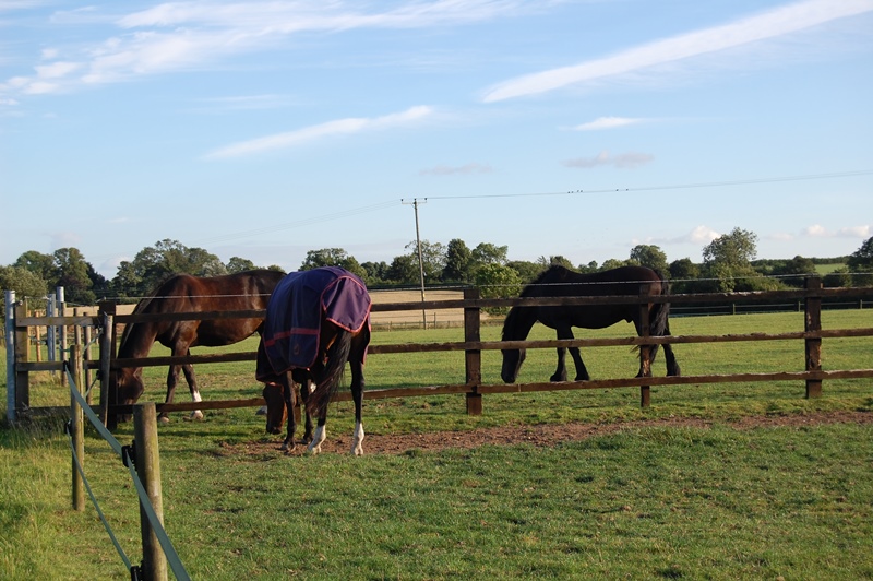 Retirement Horses Canter Lincolnshire